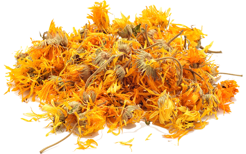 arnica copy